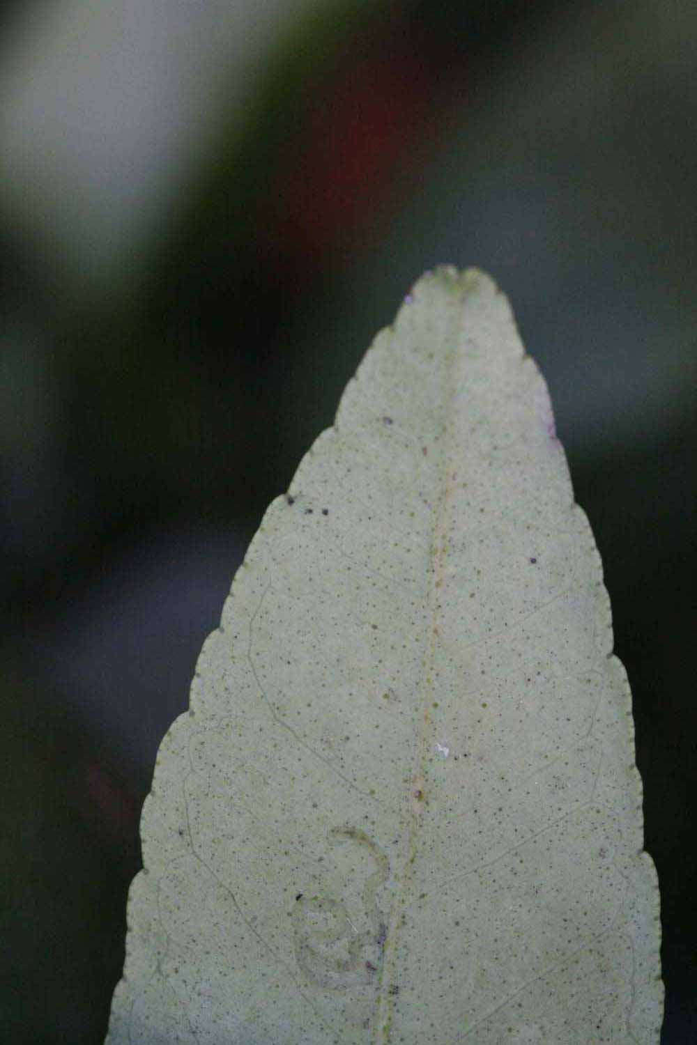              Margin (Riverside, CA)       